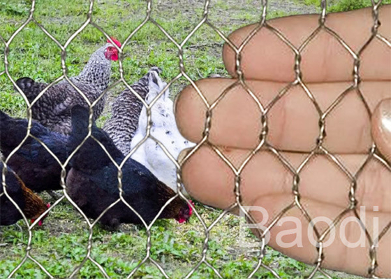Tela inoxidable para la protección del conejo, cerca del alambre de pollo de la yarda de pollo del acero con poco carbono