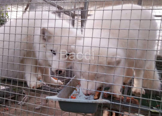 Final anti de la galvanización del paño del hardware de la malla de alambre de la corrosión para la jaula animal